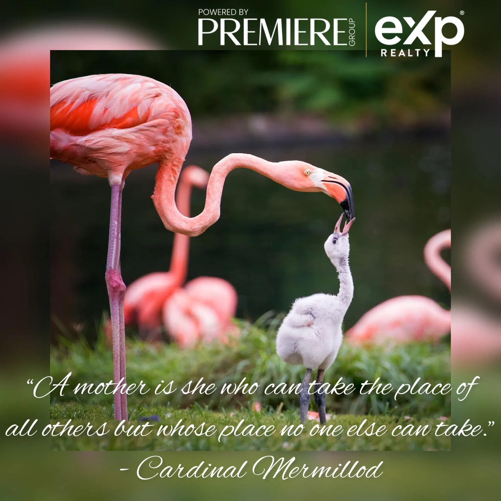 Pink flamingo adult and chick near water, with Premiere Group EXP Realty logo and quote overlay.